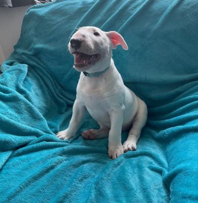 Registered English Bull Terrier Puppies